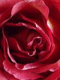 Landscape of a Rose Pósters Landscape of a Rose Pósters