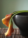 Drooping Lily Pair Póster Drooping Lily Pair Póster
