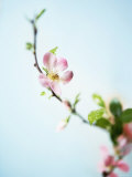 Cherry Blossom Póster Cherry Blossom Póster