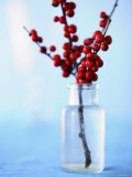 Winterberry Holly Posters