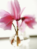 Fuchsia Blossoms in Clear Vase Prints