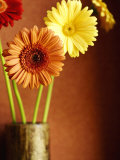 Friendly Daisies Prints