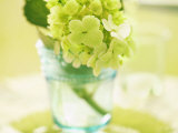Hydrangea Springtime Prints