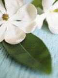 Open Magnolia Flower Affiche