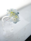 Small Cluster of White Hydrangea Pósters