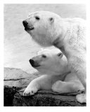 2 Bear Heads Fotografisk trykk av BuffaloWorks