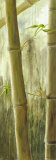Rainforest III Posters par Maritta Haggenmacher