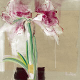 Amaryllis Tachete Posters by C. Bernarduchêne