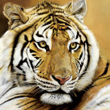 Portrait d'Aliba Print by Danielle Beck