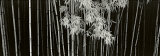 Bamboo, China Prints by Helmut Hirler