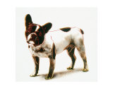 Chien, vers 1986 Posters par Andy Warhol