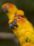 Closeup of Five Captive Sun Parakeets Photographic Print by Tim Laman