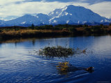 Beaver Hauls Willows to its Cache in the Shadow of Mount Mckinley, Alaska Fotografisk tryk af Michael S. Quinton Beaver Hauls Willows to its Cache in the Shadow of Mount Mckinley, Alaska Fotografisk tryk af Michael S. Quinton