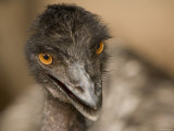 Closeup of a Captive Emu Photographie par Tim Laman