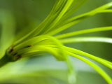Close View of Green Flower, Groton, Connecticut Photographic Print by Todd Gipstein