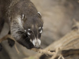 Coatimundi at the Henry Doorly Zoo, Omaha Zoo, Nebraska Photographic Print by Joel Sartore