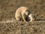Black-Tailed Prairie Dogs in Eastern Montana Photographie par Joel Sartore