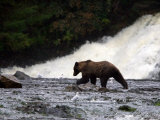 Coastal Brown Bear Fishing for Salmon Below Waterfall Photographie par Ralph Lee Hopkins