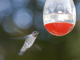 Anna's Hummingbird at a Feeder in Oak View, California Fotografie-Druck von Rich Reid