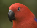 Closeup of a Captive Female Eclectus Parrot Photographic Print by Tim Laman