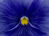 Close View of Blue Petunia, Groton, Connecticut Photographic Print by Todd Gipstein