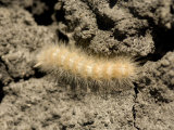 Arctiid Moth Caterpillar in the Dirt in Lincoln, Nebraska Photographie par Joel Sartore