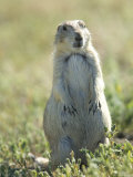 Black-Tailed Prairie Dog in Montana Fotografisk tryk af Joel Sartore Black-Tailed Prairie Dog in Montana Fotografisk tryk af Joel Sartore
