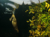 Beaver Diving near Food Cache, Alaska Photographic Print by Michael S. Quinton