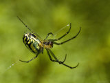 Close View of Cobweb Weaver Spider, Groton, Connecticut Photographic Print by Todd Gipstein