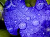 Close View of Water Drops on an Insect Damaged Petunia Petal, Groton, Connecticut 写真プリント - トッド・トッド・ジプステイン Close View of Water Drops on an Insect Damaged Petunia Petal, Groton, Connecticut 写真プリント - トッド・トッド・ジプステイン
