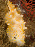 Closeup Detail of Nudibranch, Bali, Indonesia Photographic Print by Tim Laman