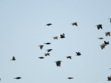 Brown-Headed Cowbirds in Eastern Montana Photographic Print by Joel Sartore