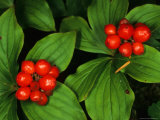 Bunchberry, Alaska Fotografie-Druck von Michael S. Quinton