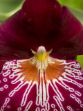 Close View of a Red Orchid, Groton, Connecticut Photographic Print by Todd Gipstein