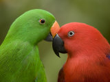 Closeup of Male and Female Eclectus Parrots, Respectively Photographic Print by Tim Laman