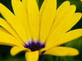 Close View of Osteospermum Hybrid, Groton, Connecticut Photographic Print by Todd Gipstein