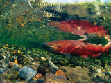 Chinook Salmon Swimming Up Spawning Stream in Copper River Basin, Alaska Photographic Print by Michael S. Quinton