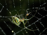 Close View of Cobweb Weaver Spider in his Dew-Covered Web, Groton, Connecticut Photographic Print by Todd Gipstein