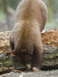 Cinnamon Black Bear in Search of Food, California Photographie par Rich Reid