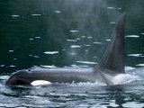 Close-Up of Killer Whale in Johnstone Strait near Vancounver Island, British Columbia, Canada Photographic Print by Ralph Lee Hopkins