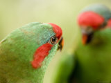 Captive Musk Lorikeet Photographic Print by Tim Laman