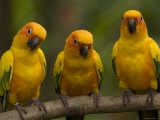 Closeup of Three Captive Sun Parakeets Photographie par Tim Laman