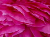 Close View of Petals of a Peony Flower, Groton, Connecticut Photographie par Todd Gipstein