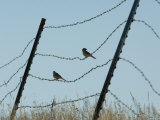 Brown-Headed Cowbirds Sit on a Wire in Eastern Montana Photographie par Joel Sartore