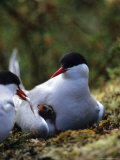Arctic Tern Offers Fish to Day Old Chick, Alaska Photographic Print by Michael S. Quinton