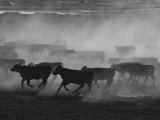Cattle Running in Feed Lot, Kansas Photographic Print by Brimberg & Coulson 