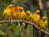 Closeup of Six Captive Sun Parakeets Photographie par Tim Laman