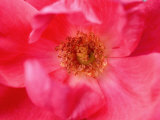 Close View of Center of a Peony Flower, Groton, Connecticut Photographic Print by Todd Gipstein