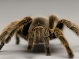 Chilean Rose Tarantula at the Lincoln Children's Zoo, Nebraska Photographie par Joel Sartore