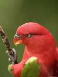 Closeup of a Chattering Lory, Singapore Photographic Print by Tim Laman